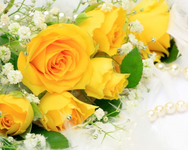 صورة ورود صفراء حب ورومانسية جديدة صور ورد وزهور Rose Flower images